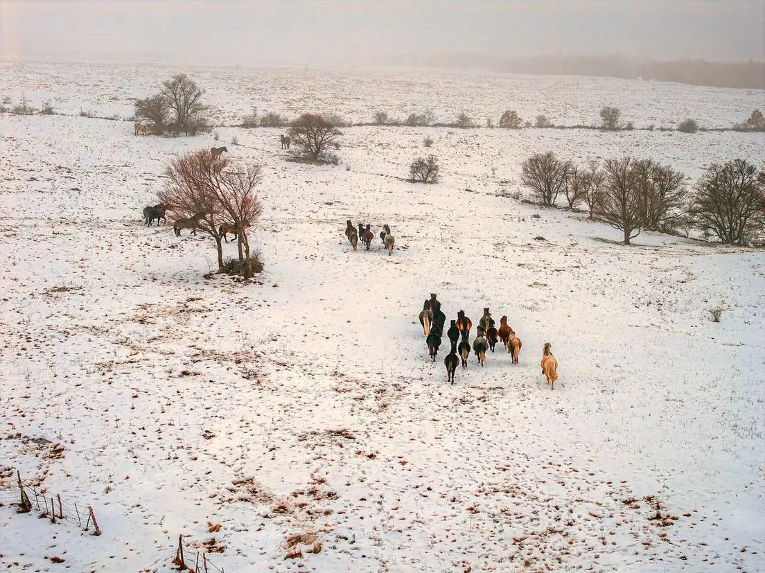 Divji konji v BiH: fotograf posnel dih jemajoče prizore (FOTO & VIDEO)