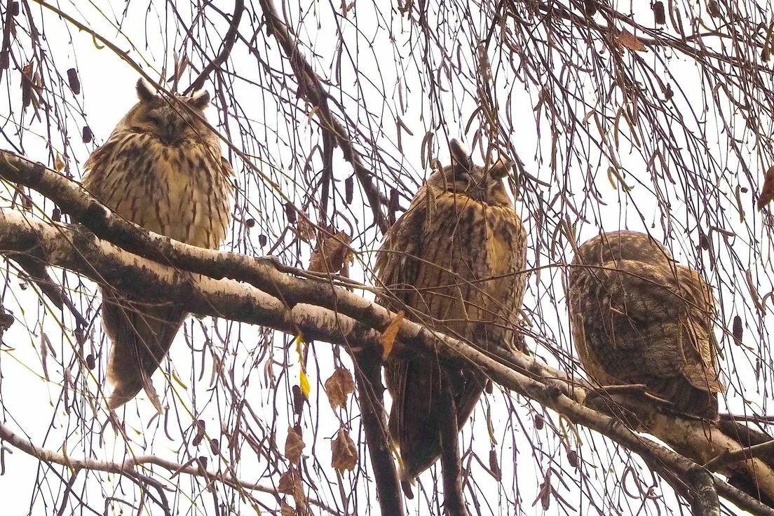 Nenavaden prizor sredi Zagreba: fotograf na drevesu ujel 25 sov uharic (FOTO)