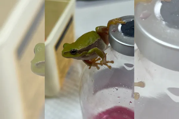 V trgovini v Kranju kupila solato, nato doma v njej našla ogroženo žabo