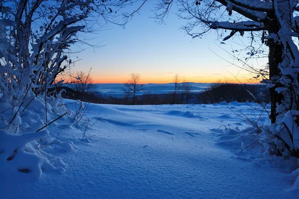 Doživel osupljivo srečanje v hrvaškem gozdu: "Delam že 20 let, a ga prvič vidim"