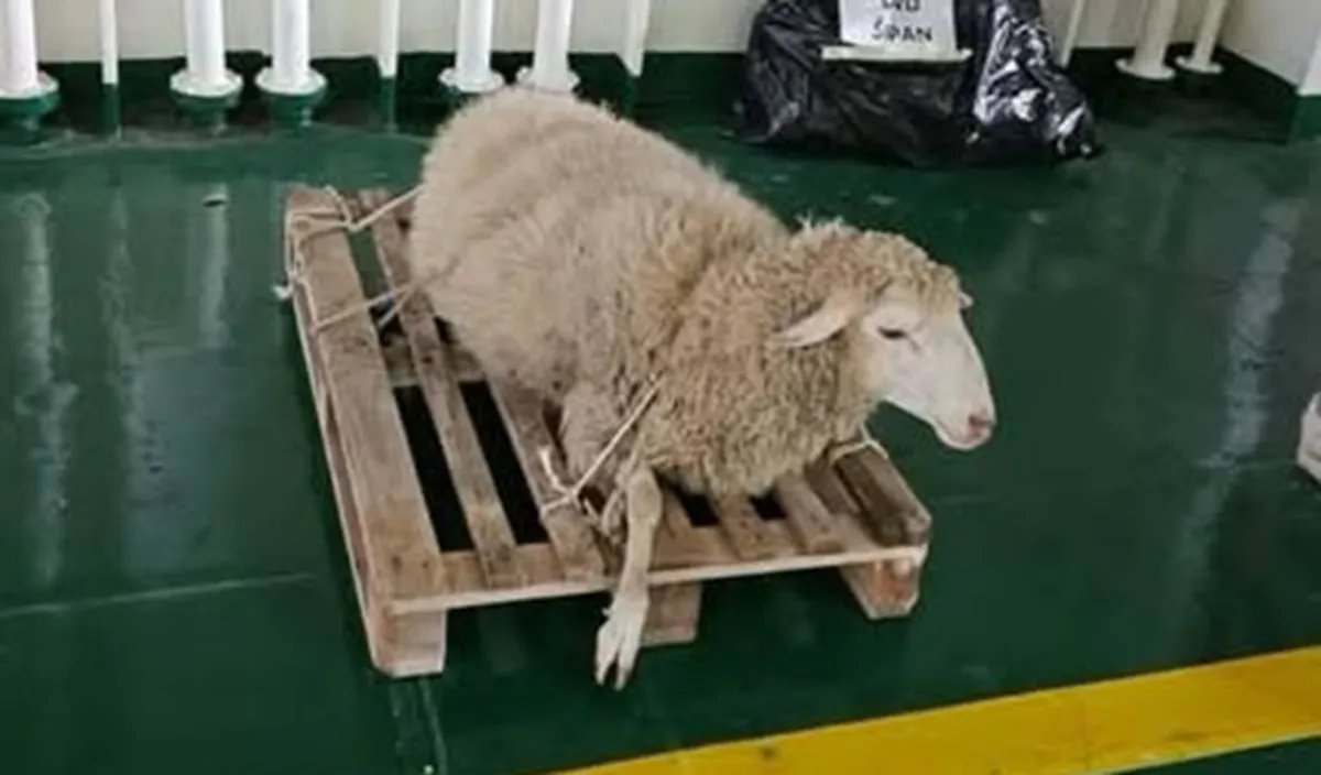 Kako je nedolžna ovca razburila hrvaško javnost