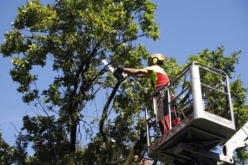 Kostanj, drama, drevo, žaganje, delavec, delo na višini, žaganje dreves, podiranje, podiranje dreves