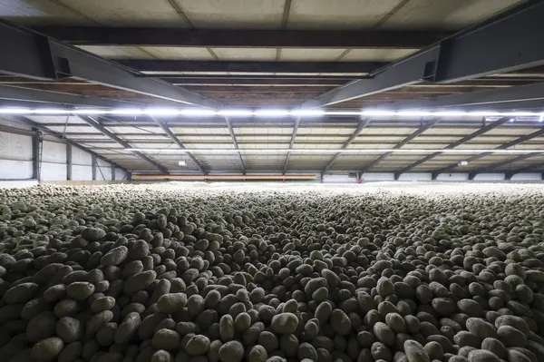 "Velika reševalna akcija": zakaj je Nemčijo preplavilo več tisoč ton krompirja