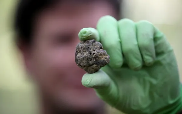 Najdražja goba v Evropi? Istrski beli tartuf je tik pred prelomnico