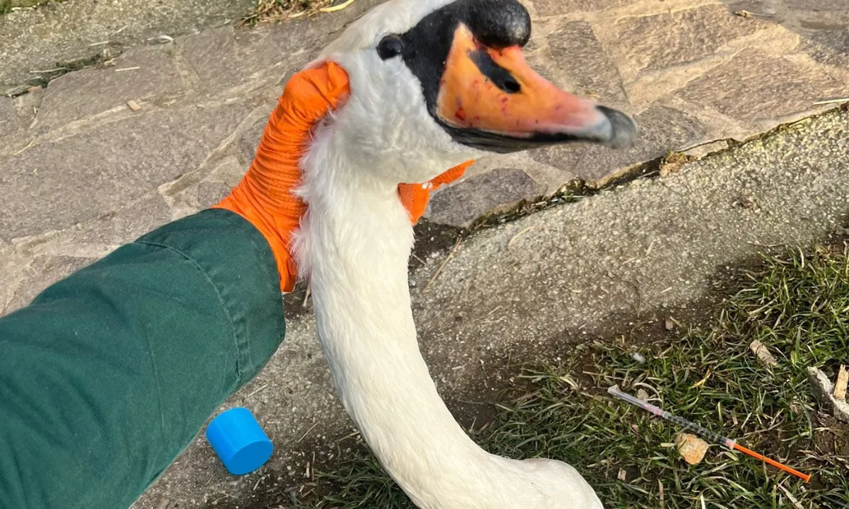 Labod po napadu v Mariboru poginil: "Narava je lahko kruta"