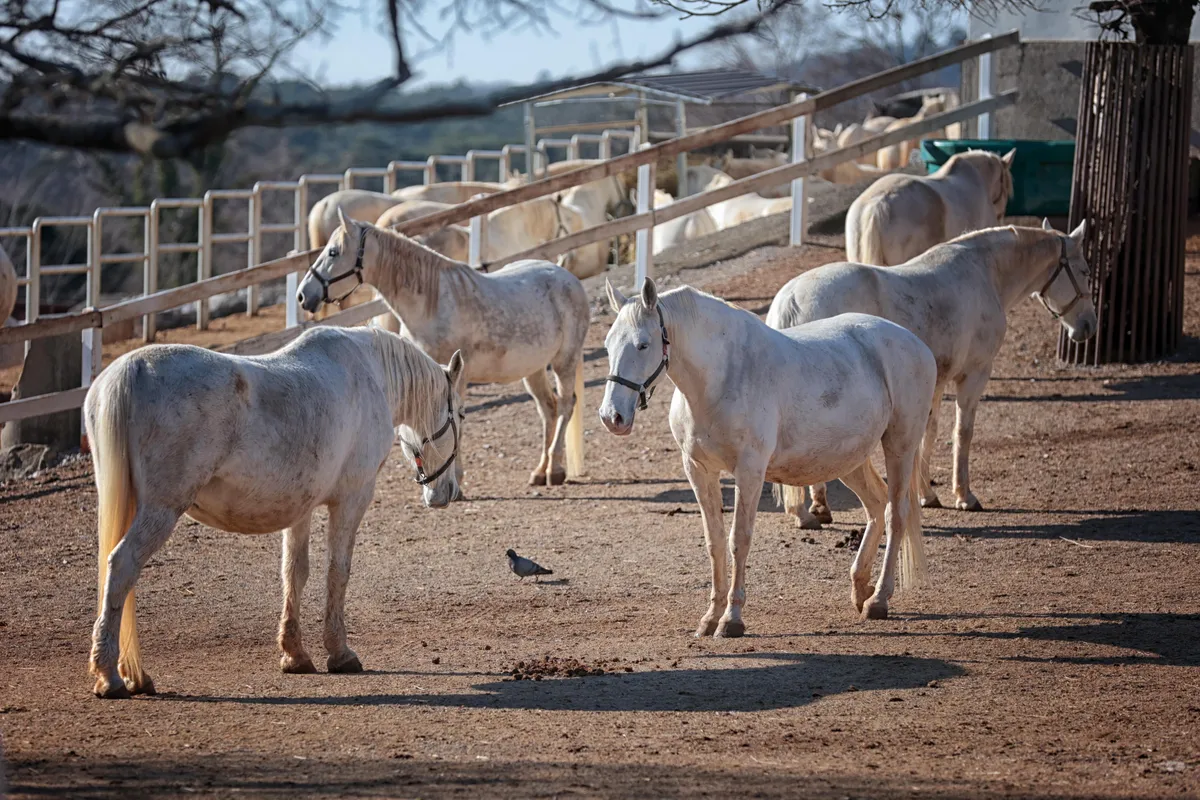 Neznanec iz Kobilarne Lipica ponoči izpustil več konjev