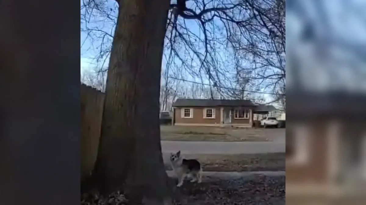 Iskanje 3-letnika: nenavadno vedenje psa spremenilo potek akcije