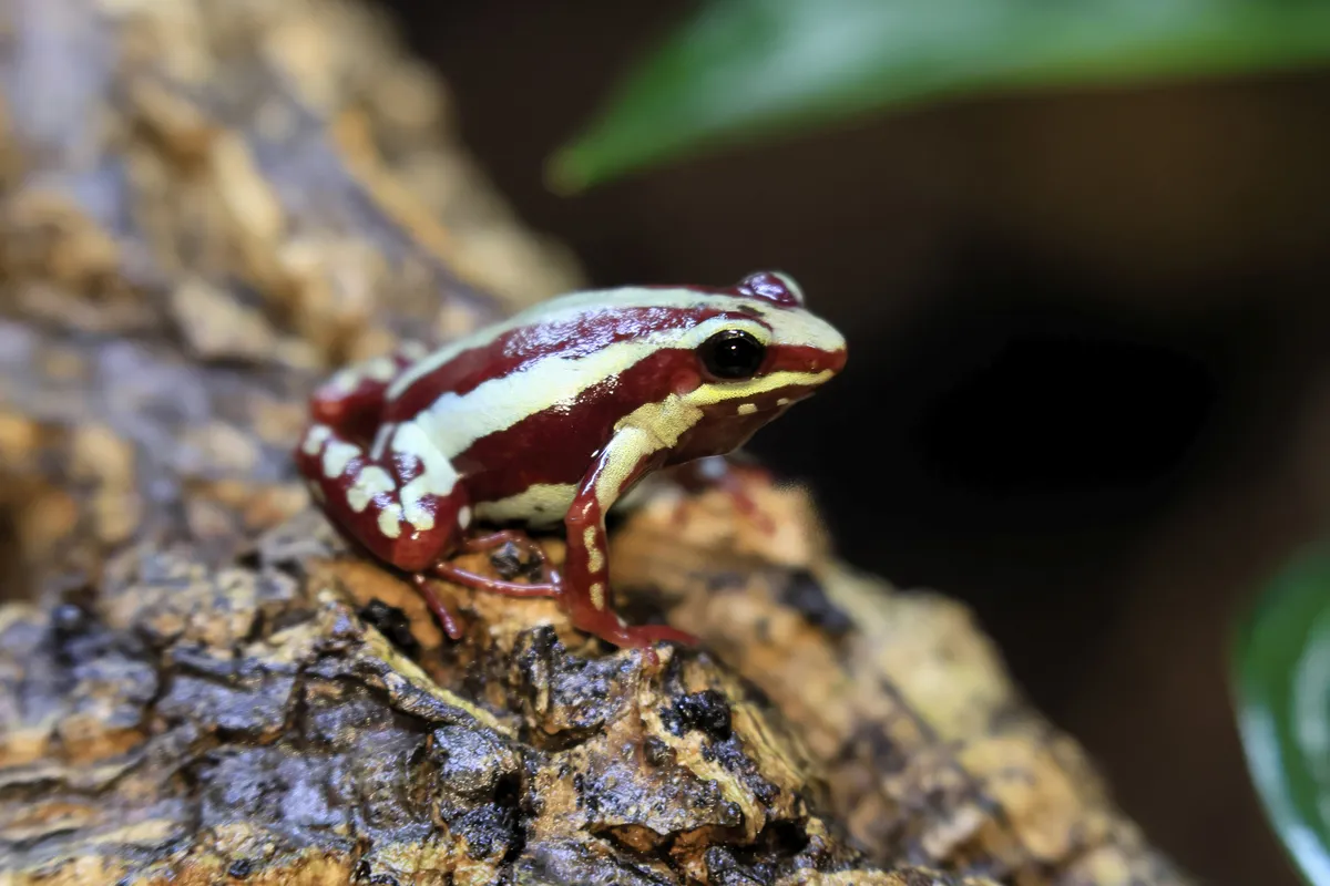 Kaj vemo o toksinu strupenih žab, s katerim naj bi ubili Alekseja Navalnega