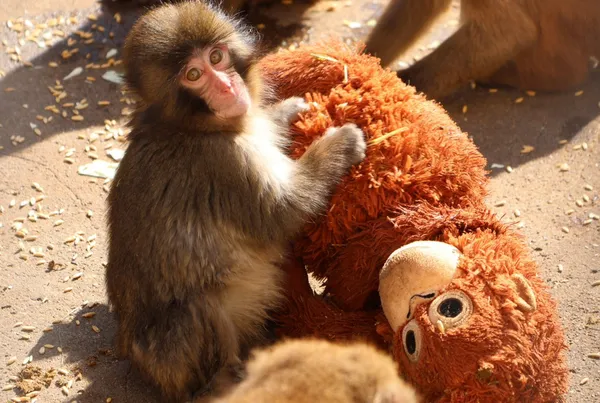 Majhna opica z veliko zgodbo: Punch in njegov plišasti prijatelj ganila splet