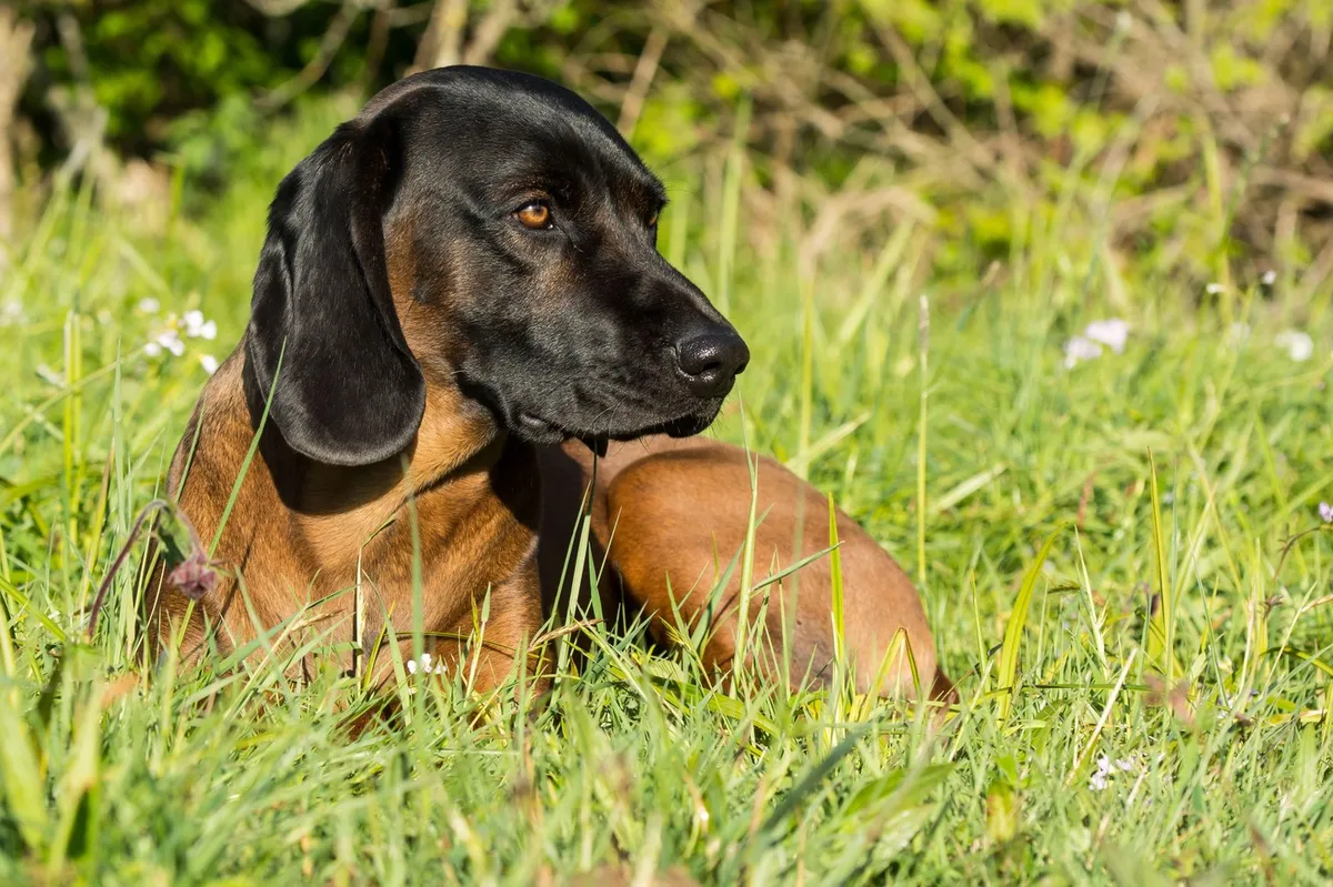 Uprava za veterinarstvo zaradi virusne bolezni opozarja lastnike psov