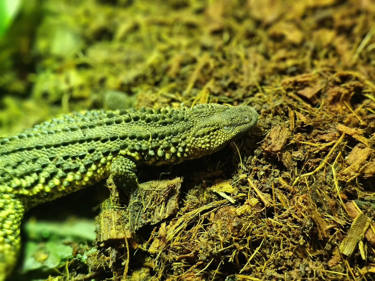 Tropska hiša Celje bogatejša za izjemno redek par živali, ki spominjajo na zmaje