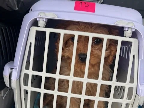 Na pomurski avtocesti ustavili kombi, v katerem so v kletkah prevažali 19 živali