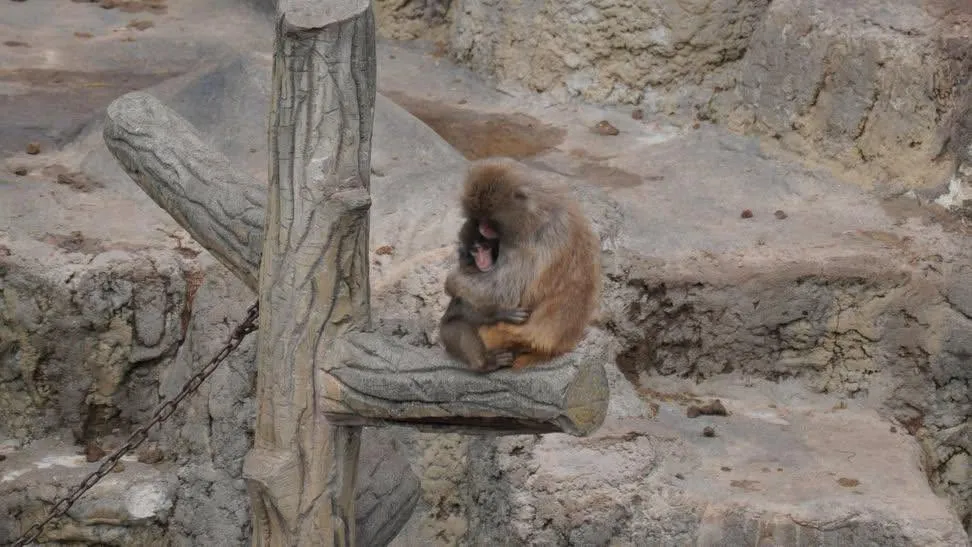 Ganljiva zgodba malega Puncha: druge opice so mu vse bolj naklonjene (VIDEO)
