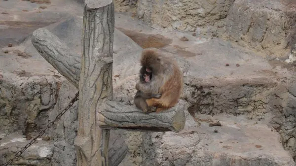Ganljiva zgodba malega Puncha: druge opice so mu vse bolj naklonjene (VIDEO)