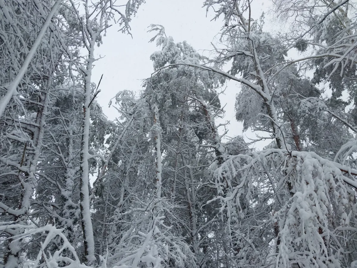 Zaradi snega na severovzhodu poškodovanih že okoli 50.000 kubičnih metrov drevja