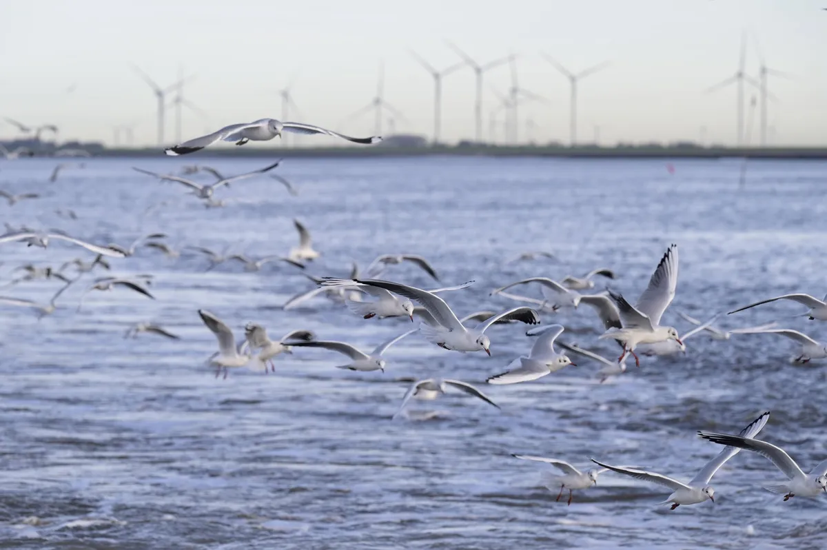 Trump je dejal, da je vetrna energija za butaste. Kaj so evropske države storile pet dni zatem?