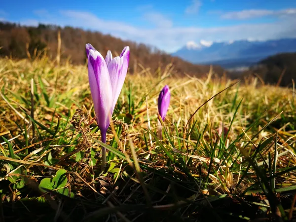 Zadišalo bo po pomladi, pred nami občutna otoplitev