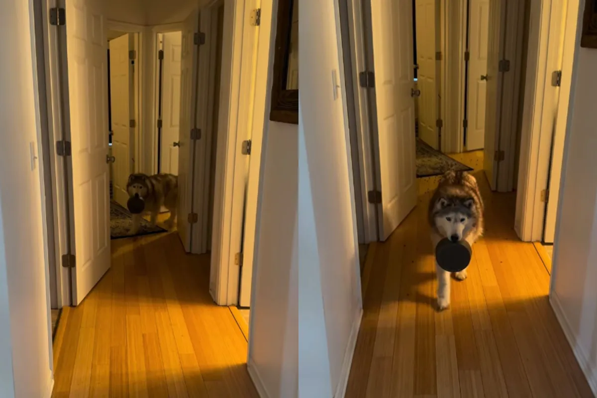 Psička pobegnila s hrano drugega psa, a ji je načrt šel po zlu