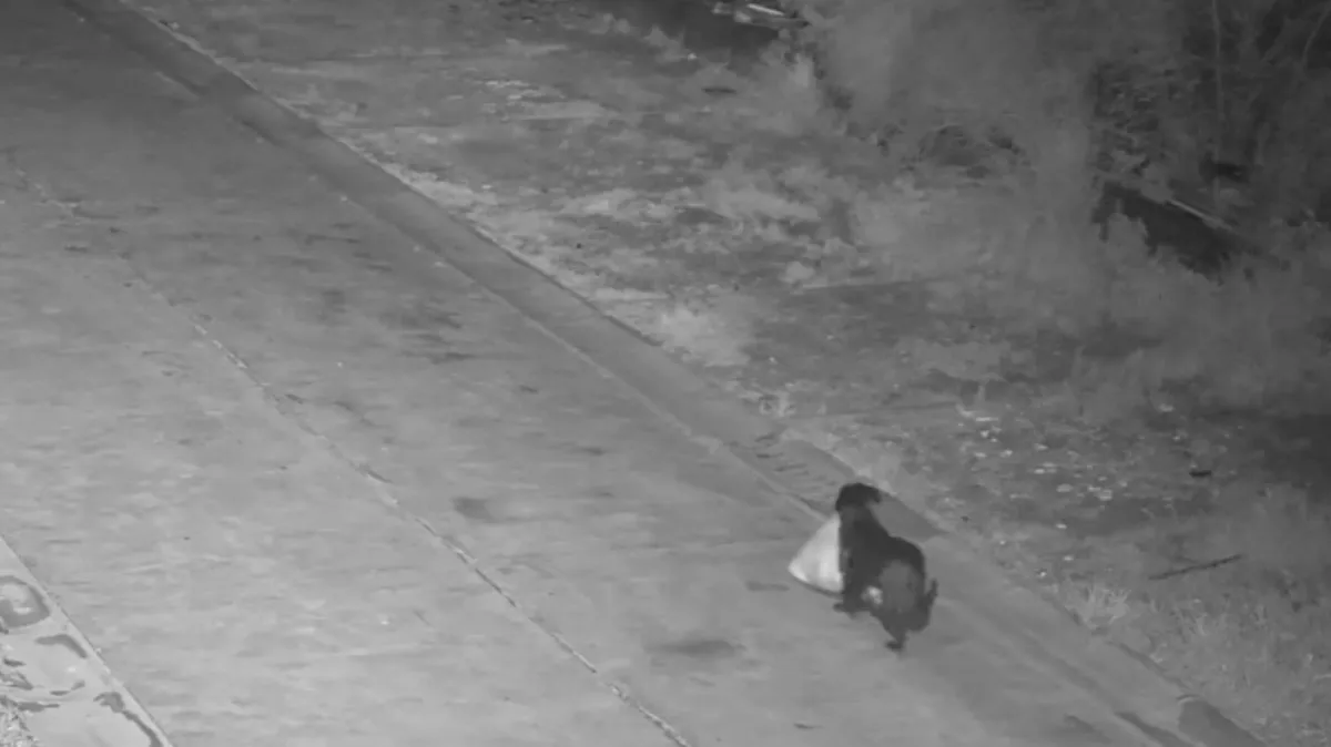 Psa je naučil nezakonitega odlaganja smeti