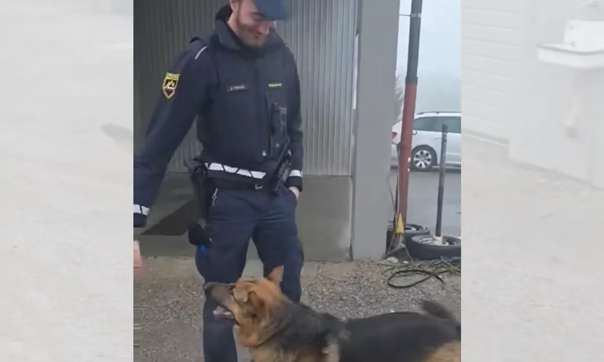 "Komisar Rex" hodil po krožišču, z igro sta ga zamotila slovenjgraška policista