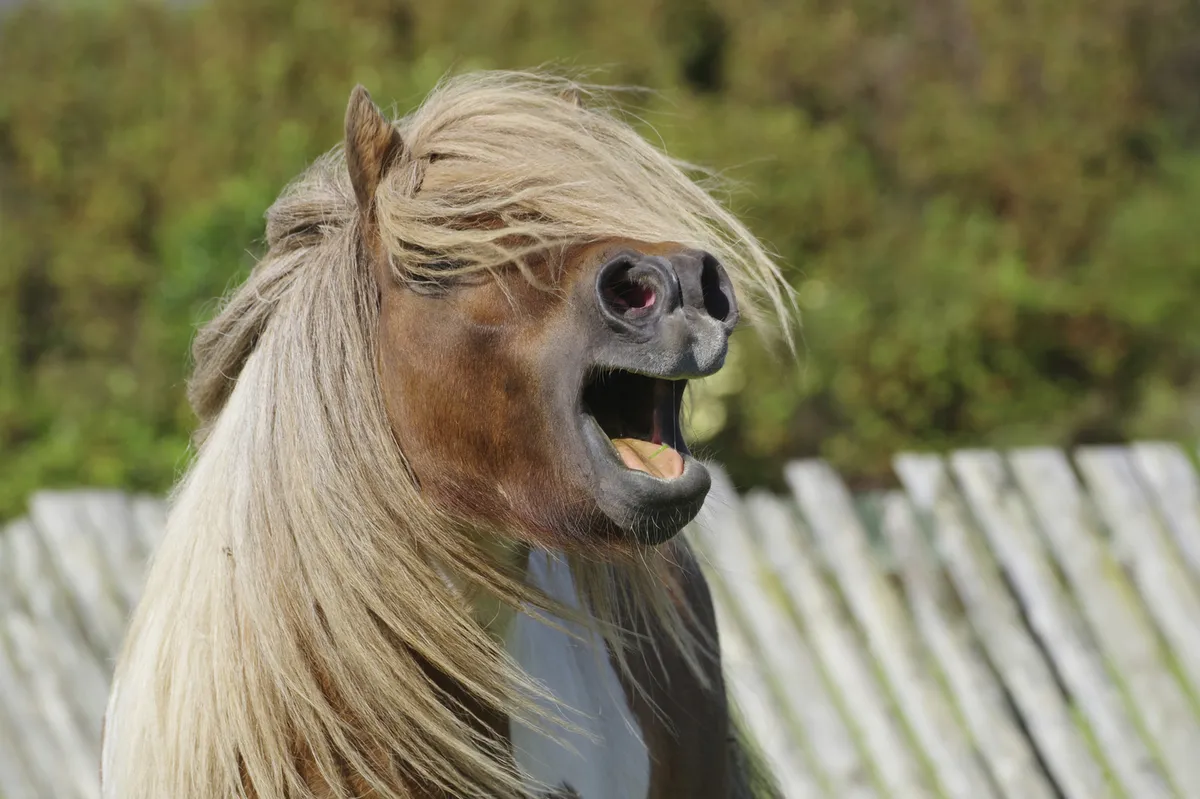 Znanstveniki le ugotovili, kako konji rezgetajo: ugotovitev je presenetljiva