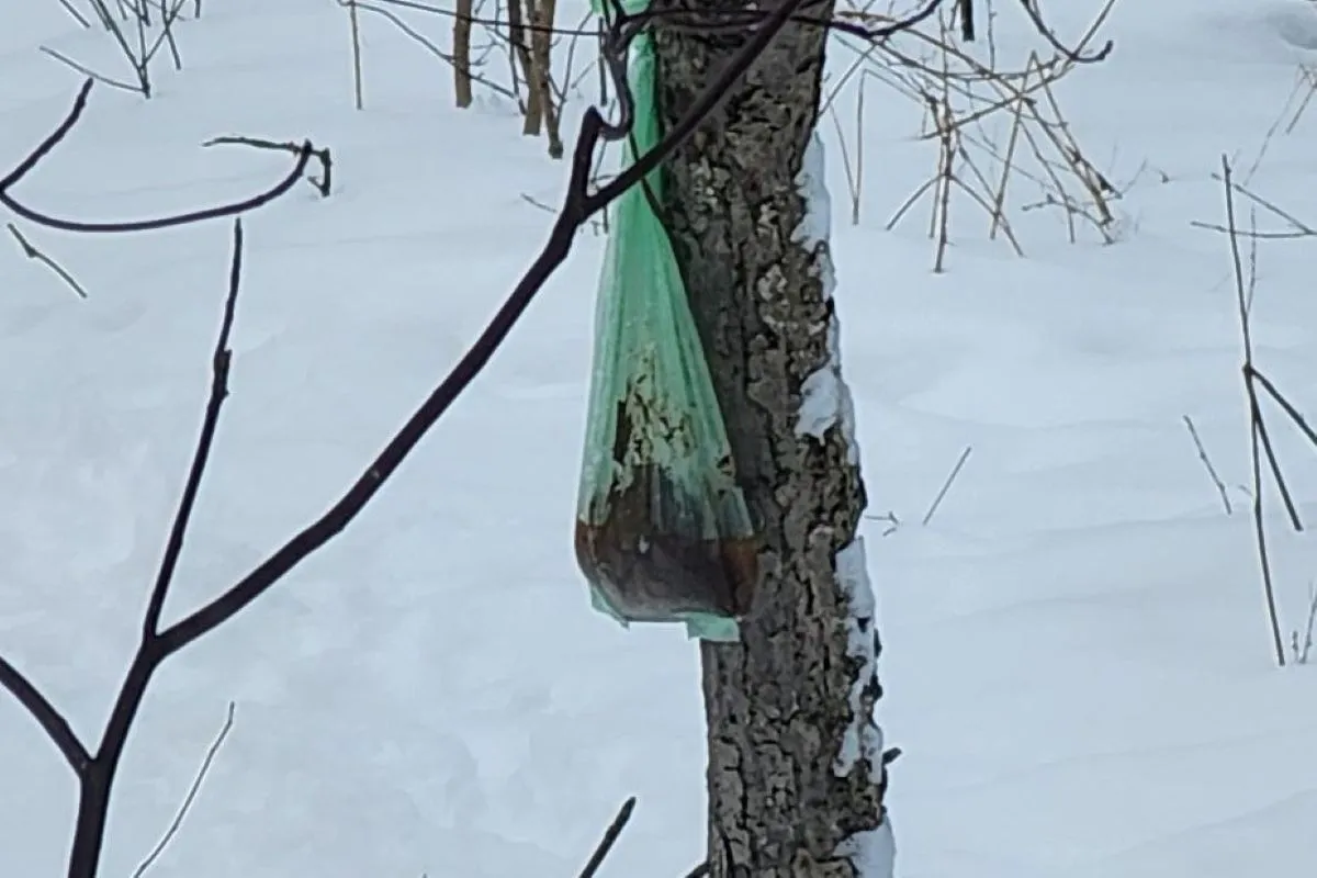 V dolini Tamar razburjajo vrečke, polne pasjih kakcev