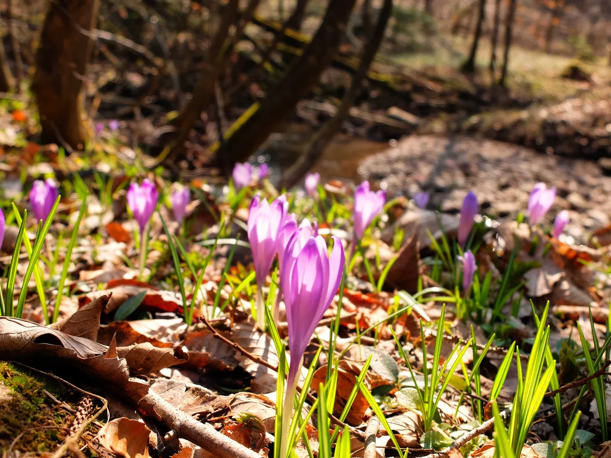 Monotona vremenska napoved, ki pa bo marsikoga navdušila