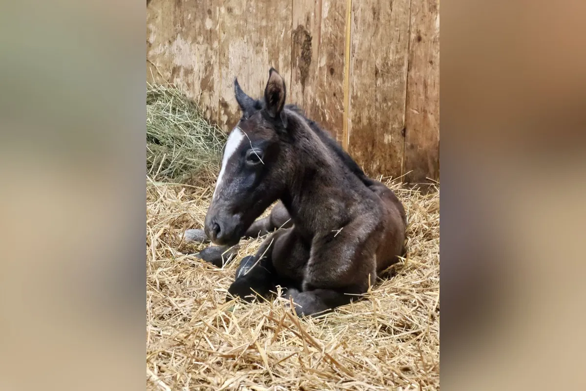 V Kobilarni Lipica so se razveselili skotitve prve letošnje žrebičke (FOTO)