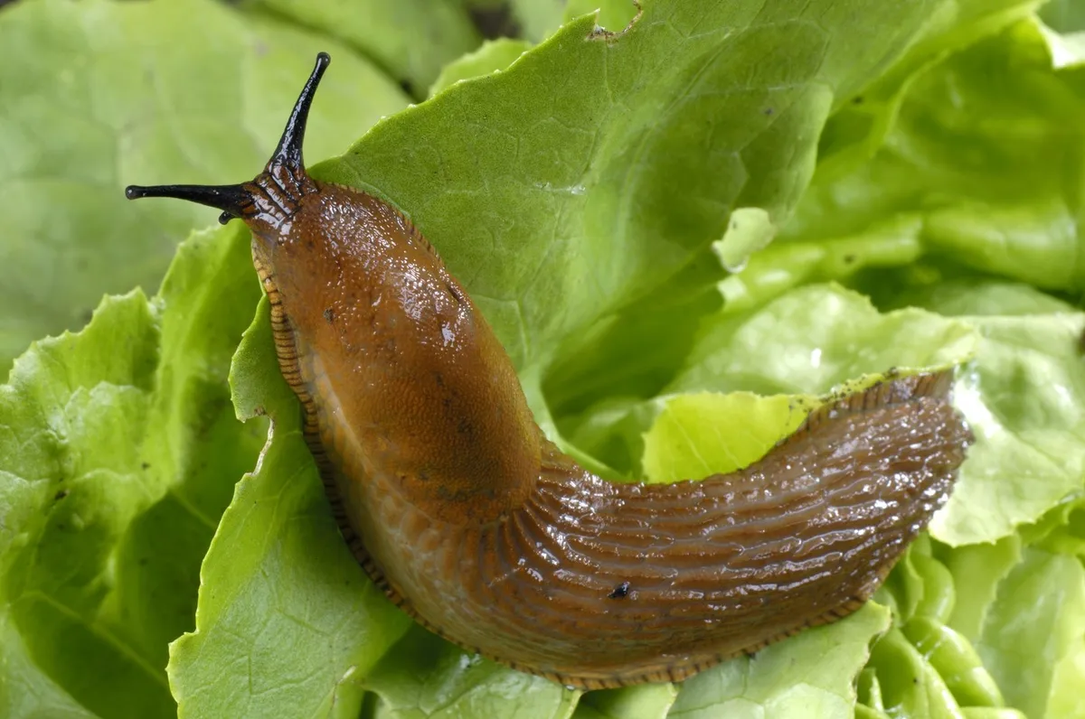 Preprost sadni trik za boj proti polžem: konec frustracij na vrtu