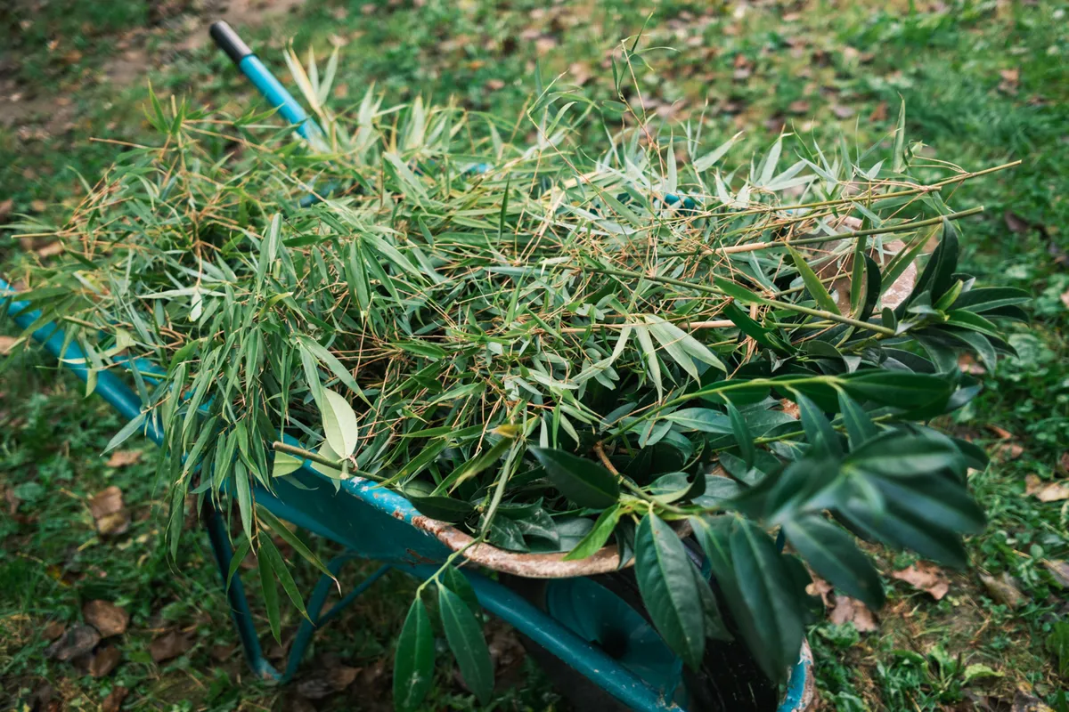 Tega nikar ne sadite: na črnem seznamu tudi priljubljena rastlina za živo mejo