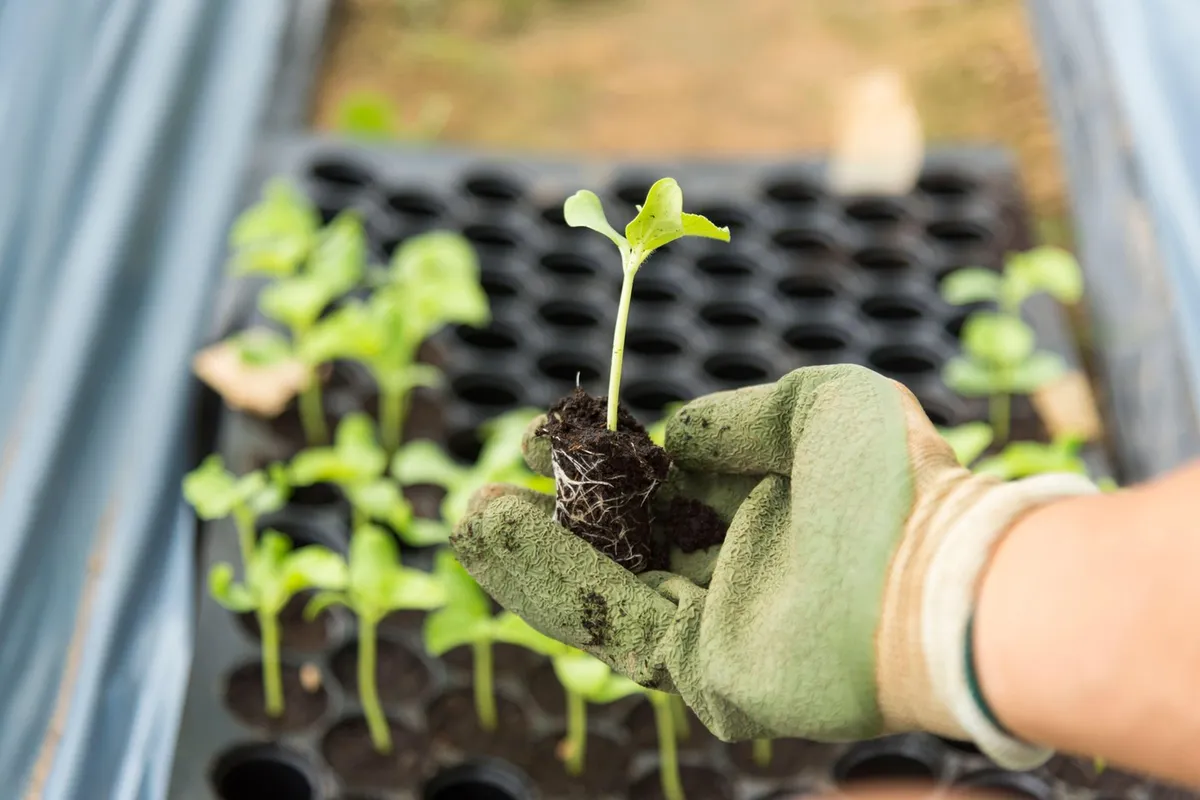 Previdno pri spletnem nakupu sadik. Uprava za varstvo rastlin zaznala številne kršitve