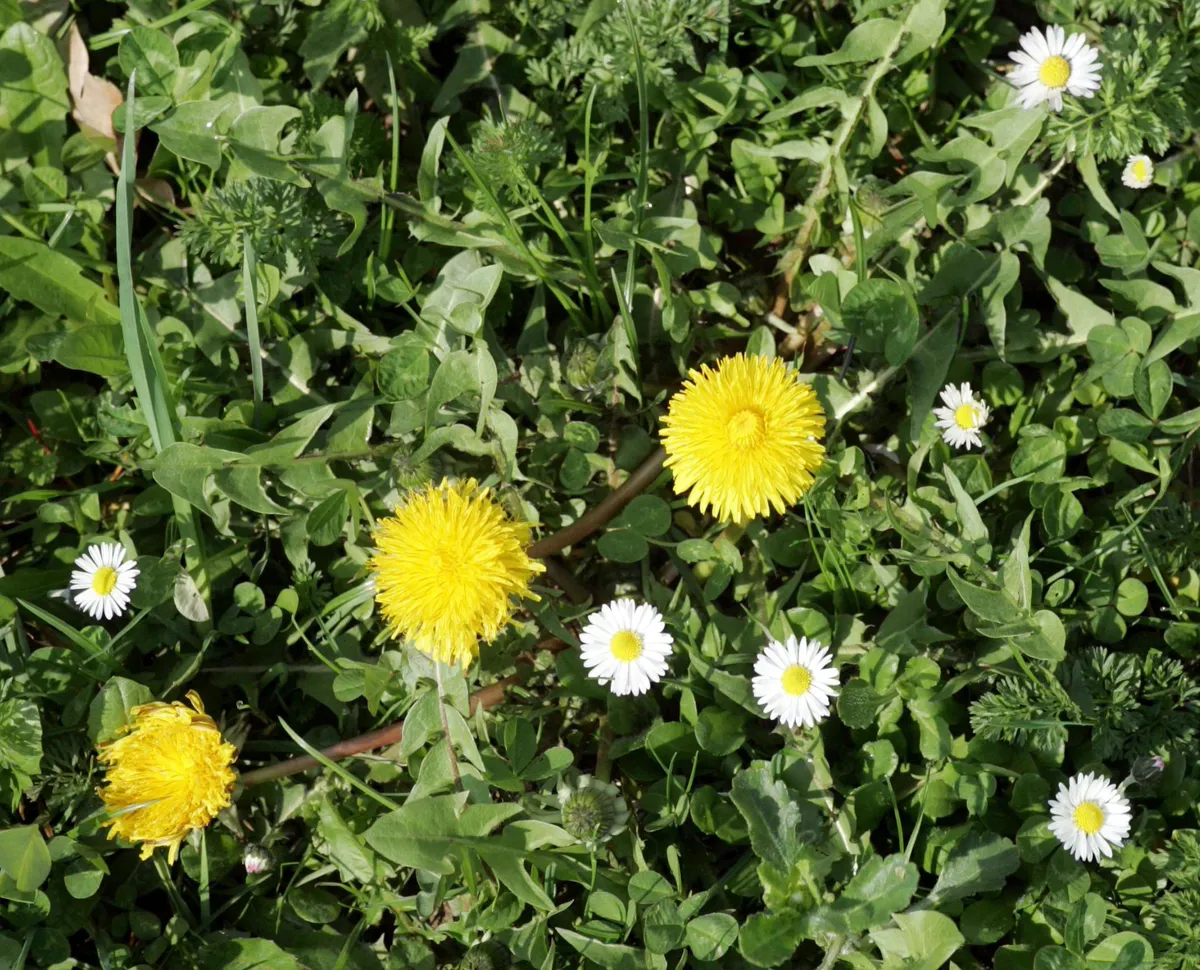 Kralja zdravilnih zelišč ne nabirajte tam, kjer ga raste res veliko