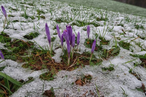 Slovenija, Studenčice 08.03.2024, 08.marec 2024Višjke ležeče predele je ponoči pobelil sneg. narava vreme Foto:BOBO