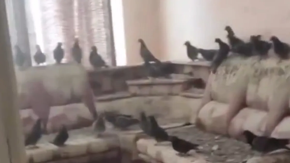 Za tri leta zapustil dom. Ko se je vrnil, je našel "golobji Dubaj"