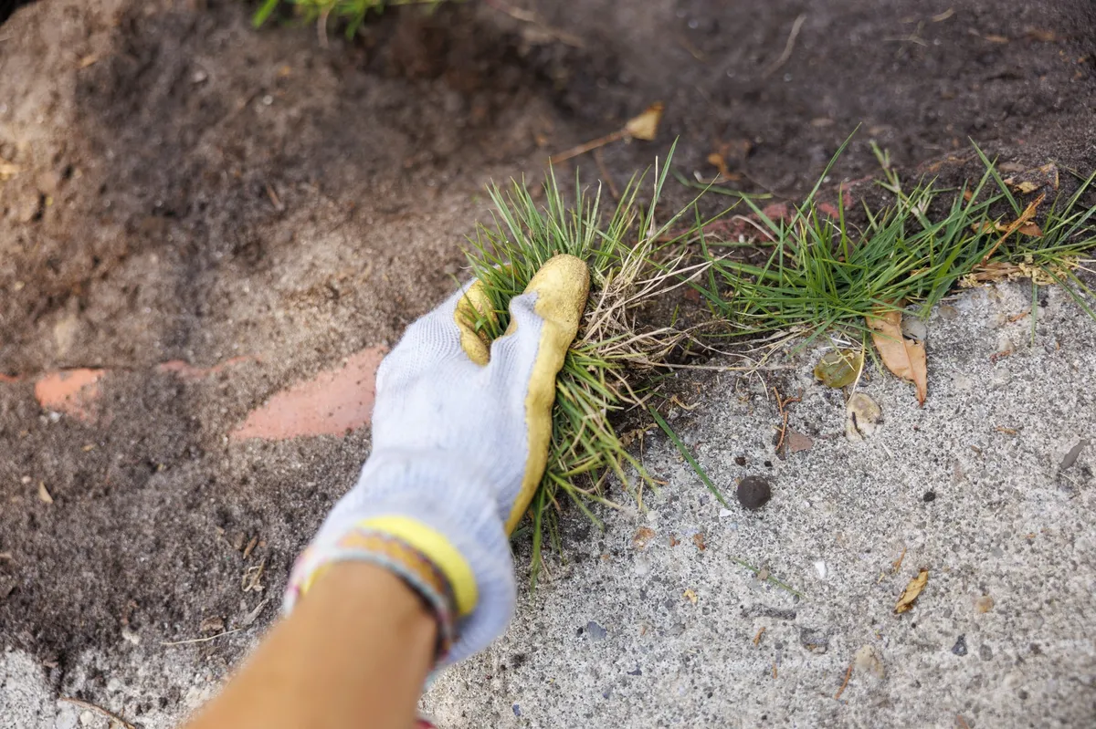 Preprost trik, kako se znebiti plevela brez kemikalij