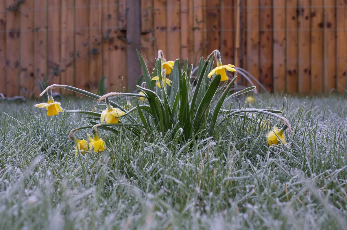 Jutro bo ponekod mrzlo, tla pa prekrita s slano