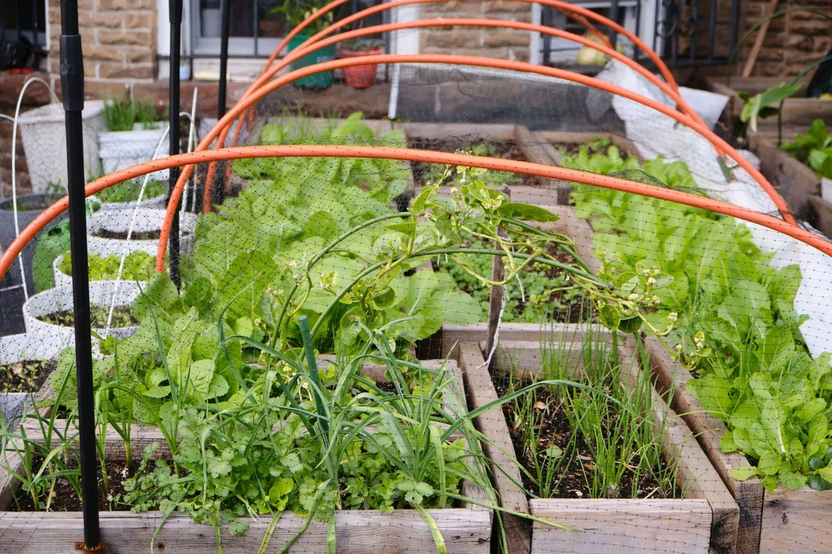 Imate senčen vrt? Te rastline bodo tam presenetljivo uspešne