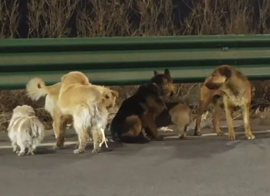 Zgodba, ki ogreje srce: ukradeni psi so se vrnili domov, ob tem pazili na poškodovanega prijatelja
