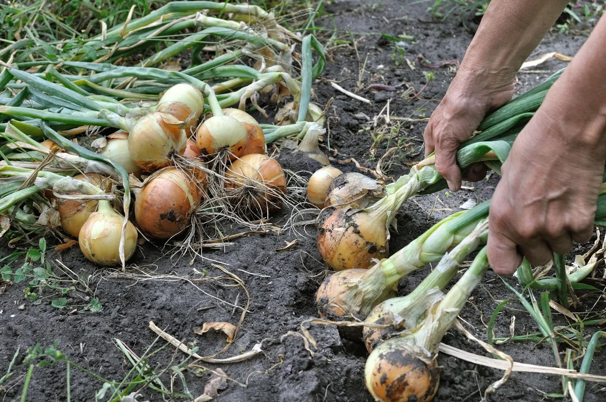 Posadite čebulo poleg tega soseda in dobili boste ogromne glave