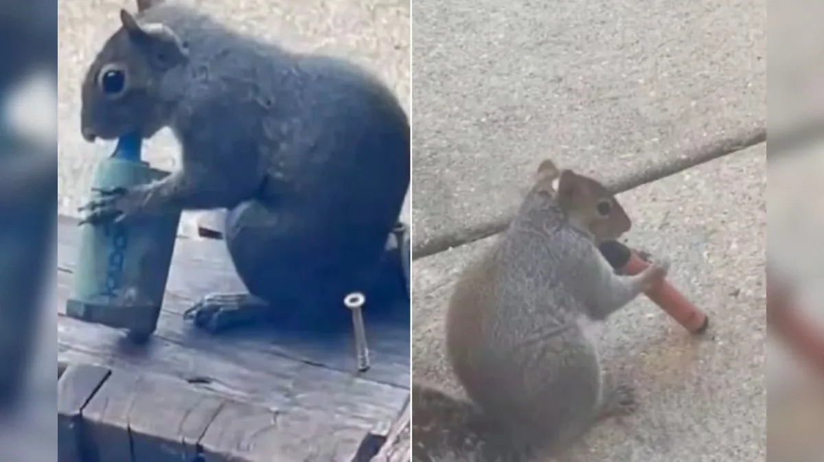 Veverice "vejpajo" iz odvrženih e-cigaret: "Le vrh ledene gore"