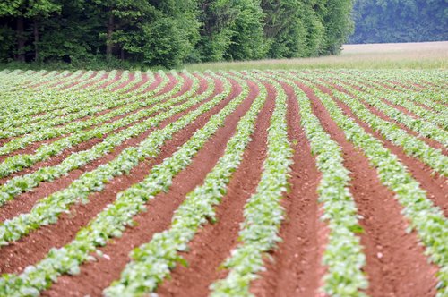 NJIVE SLOVENIJA RAZNOLIKOST ZEMLJA POLJSCINE