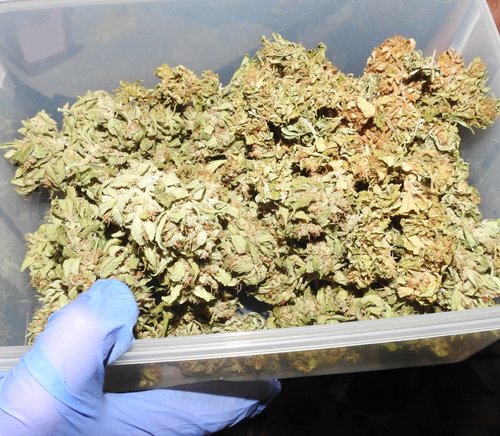 konoplja prepovedane droge