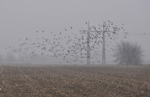 zima,megla,elektrika,hlad,ptice