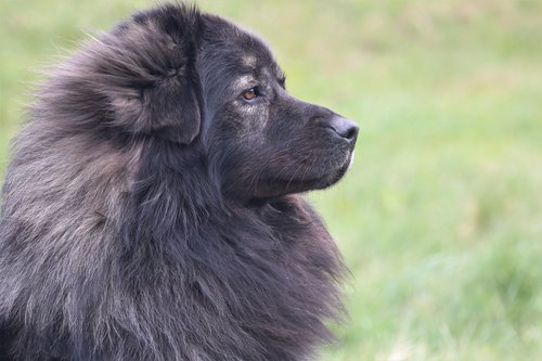 Kraški ovčar Nande