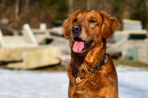 Reševalni pes Mali.