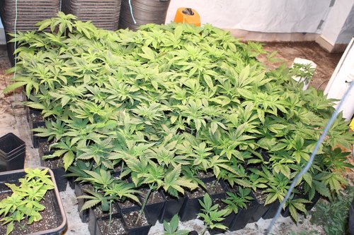 Zasežene sadike konoplje.