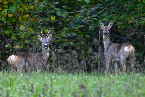 Srnjak in srna rob gozda