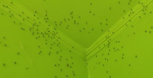 komarji osijek, hrvaška