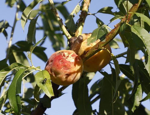 Škoda po neurju, Dolenjska
