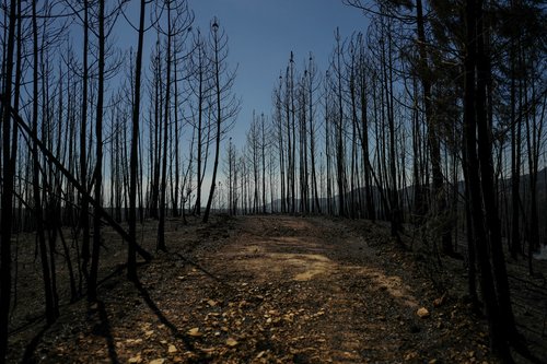 gozdni požar na Portugalskem